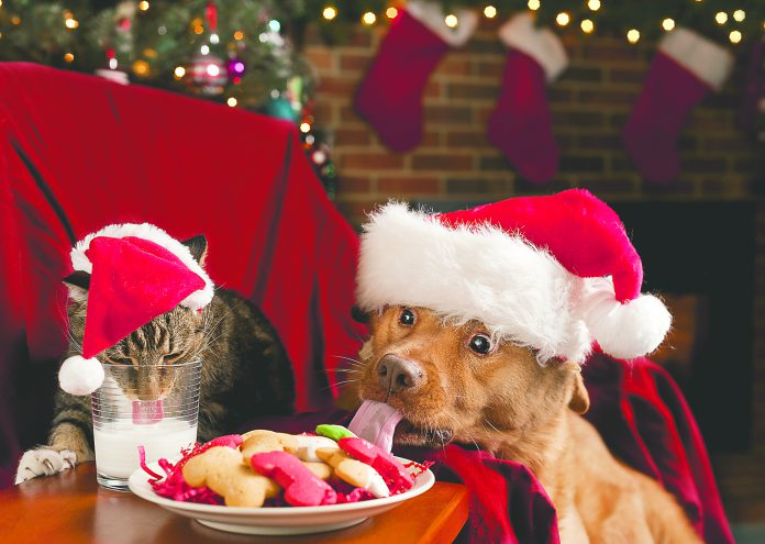 HOW TO KEEP YOUR PETS SAFE THIS HOLIDAY SEASON