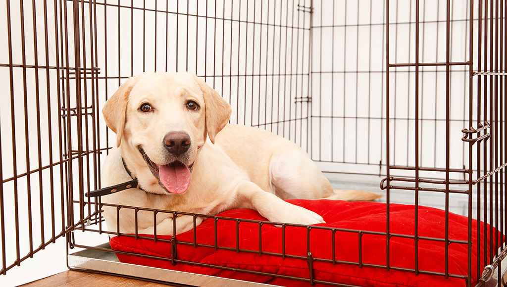 Tips for Crate Training Your Dog