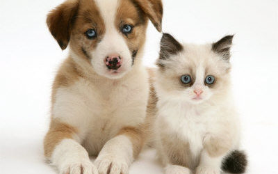 4 Tips to Help Your Cat and Dog Get Along Better