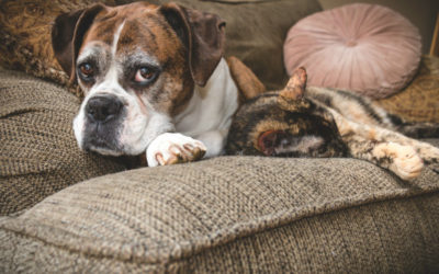 Caring for a Senior Pet