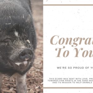 Congrats to You - Pig