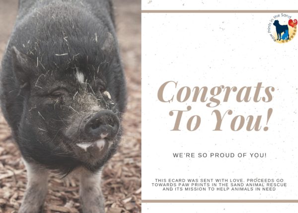 Congrats to You - Pig
