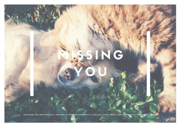 Missing You - Cat & Dog