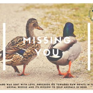 Missing You - Ducks