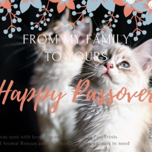 Happy Passover - Kittens