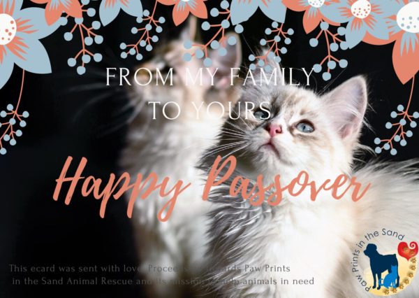 Happy Passover - Kittens