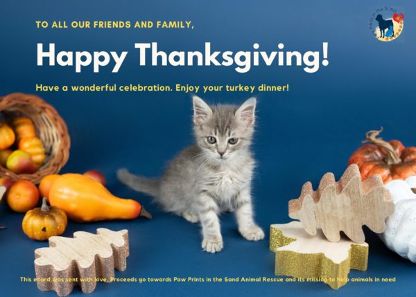 Happy Thanksgiving - Kitten