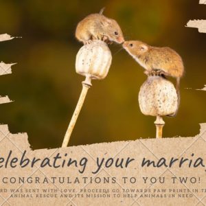 Celebrating Your Marriage