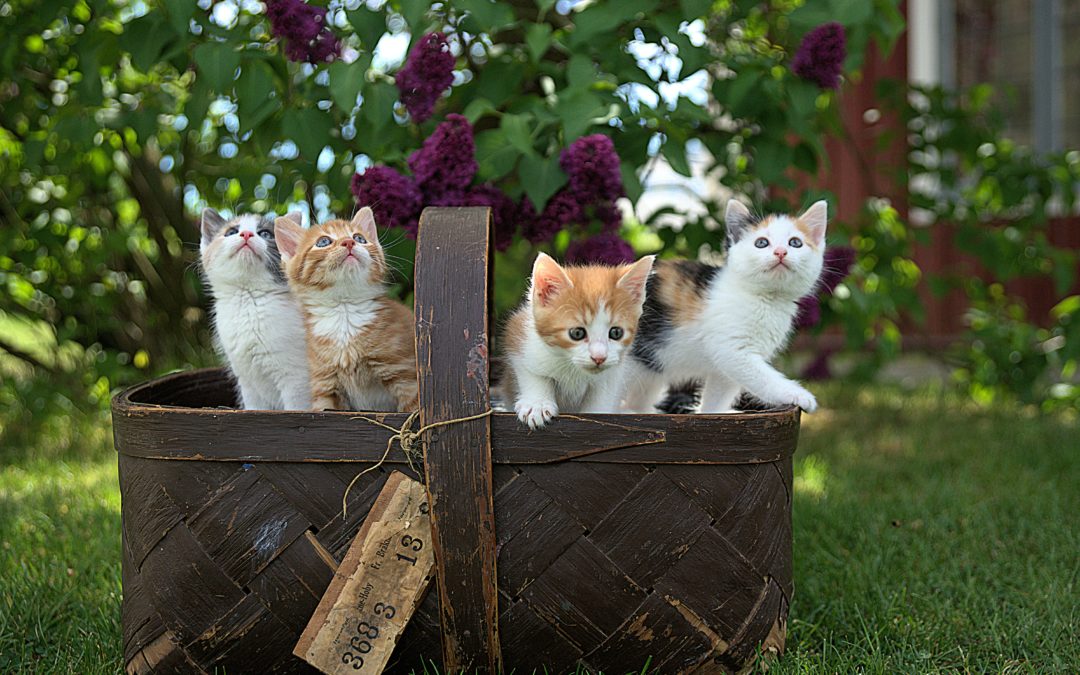 It’s Kitten Season! Here’s What You Need to Know