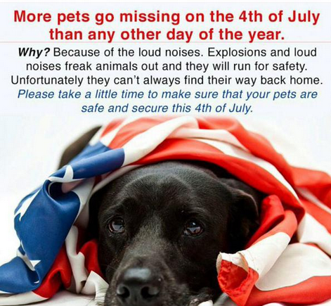 4th of July Pet Safety: Think Twice Before You Light